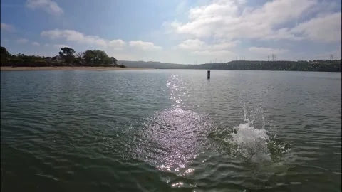 Large Fish Jumping Out of Water – POV Paddleboarding Carlsbad California Stock Footage 331550412