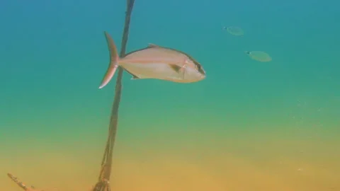 A Large Fish Moves Slow Motion Underwater Stock Footage 144985073