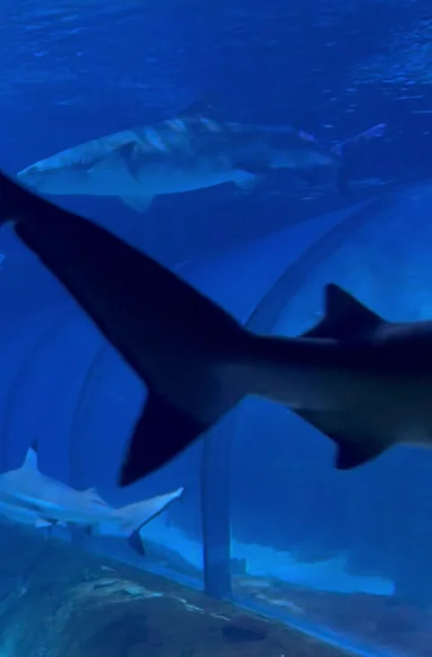 Large Fish Passing Through a Tropical Aquarium Tunnel Window  库存影片 338259434