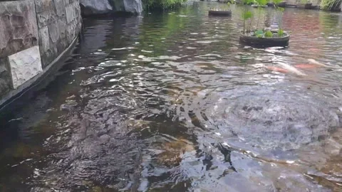 A large fish pond is in the garden Stock Footage 302140518