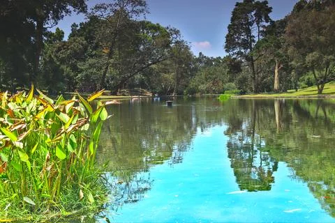 A large fish pond Stock Photos