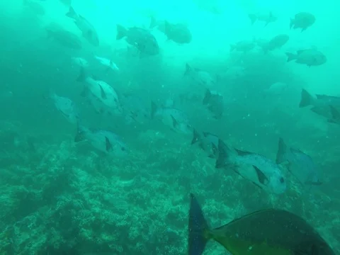 Large Fish by Reef in Maldives Stock Footage 81091917