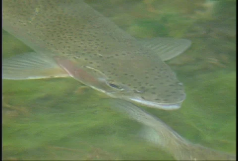 Large fish in a shallow pool 1 Stock Footage 96466