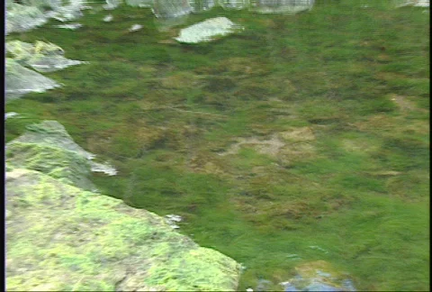 Large fish in a shallow pool 2 Stock Footage 96467