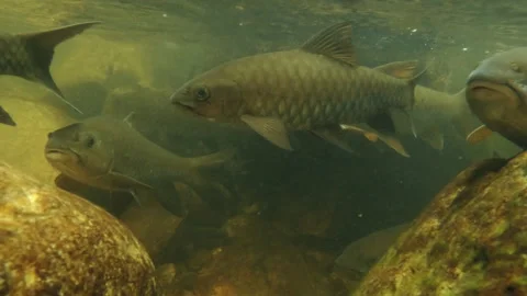 Large Fish Shoal in Jungle Stream – Underwater Wildlife Scene Stock Footage 310160123