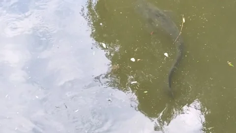 A large fish of the som in the river. It's time to go fishing. Video stock 223558096