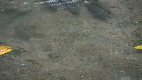 Large fish swim aroiund a stream Video stock 74292186