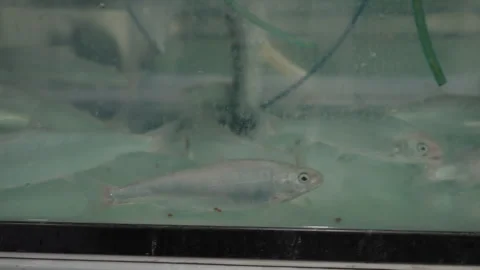 Large fish swim in a tank Stock Footage 263149052