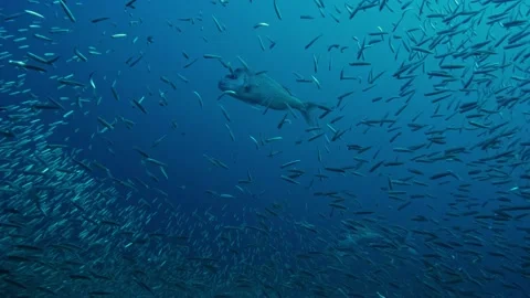 A large fish swimming amidst a massive school of smaller fish in the deep o.. Stock Footage 301032897