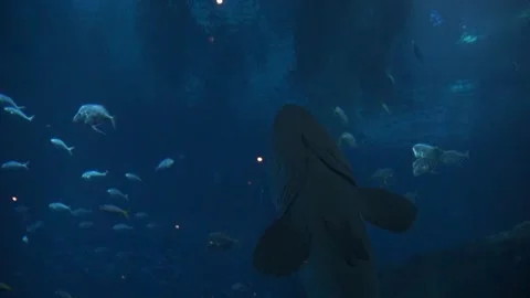 Large Fish Swimming Gracefully Through Azure Waters of Oceanarium in Singap.. Stock Footage 302544106