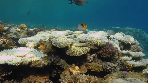 Large fish swimming over colored and bleached coral reefs on the seabed. Video stock 290795307