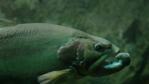 Large fish swimming underwater Stock Footage 77840728
