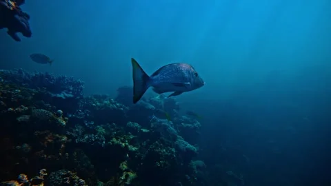A large fish swims over a vibrant coral reef in a deep blue ocean. Stock Footage 301033125