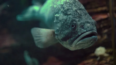 A large fish swims under water in an aquarium Stock Footage 127770352