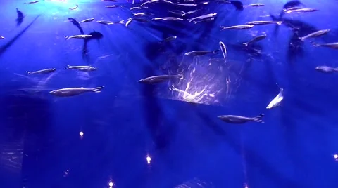 Large Fish Tank - HD - 60fps 動画素材 40106550