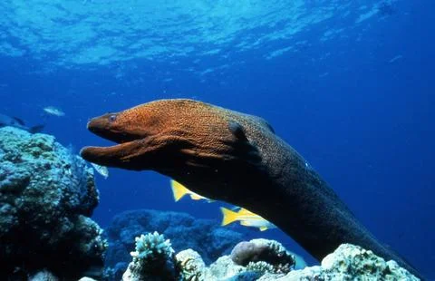 Large fish underwater Stock Photos