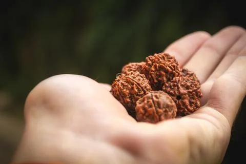 Large Five Face Rudraksh Seed Macro in Hand Harvest Stock Photos