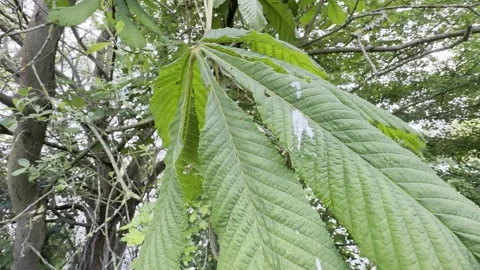 Large five point leaf hanging from tree branch Vídeos de archivo 334760146