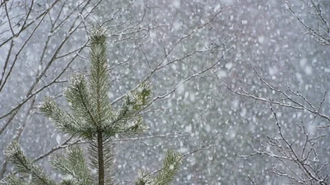 Large flackes of snow fall in slow motion Stock Footage 130121194