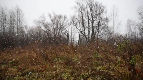 Large flakes of the first white snow fall abundantly from the sky Stock Footage 113323352