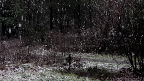 Large flakes slowly fall from sky Stock Footage 74499521