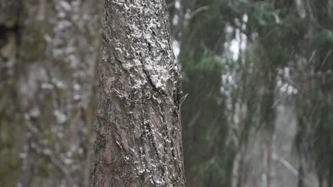 Large flakes of snow fall against the background of a pine forest, close-up Stock Footage 127575753
