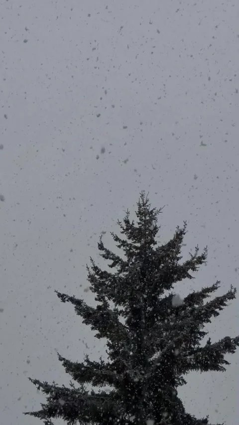 Large flakes of snow fall against the background of a pine tree Stock Footage 240969302