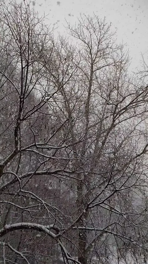 Large flakes of snow. 動画素材 154792173
