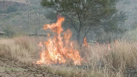 Large flame burning tall grass under Acacia tree in front of low bridge Vídeo Stock 84029253