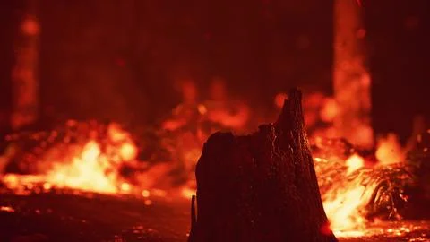 Large flames of forest fire Illustrazione stock