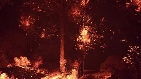 Large flames of forest fire Illustrazione stock