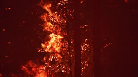 Large flames of forest fire Illustrazione stock