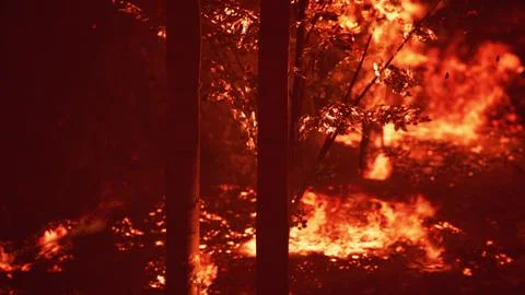 Large flames of forest fire Illustrazione stock