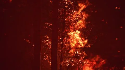 Large flames of forest fire Illustrazione stock