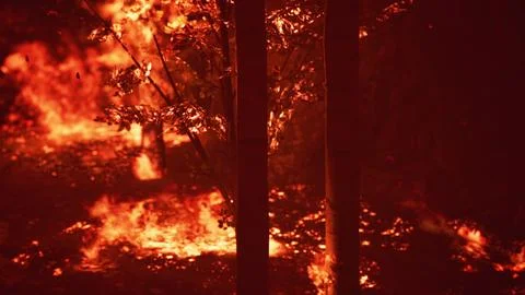 Large flames of forest fire Illustrazione stock