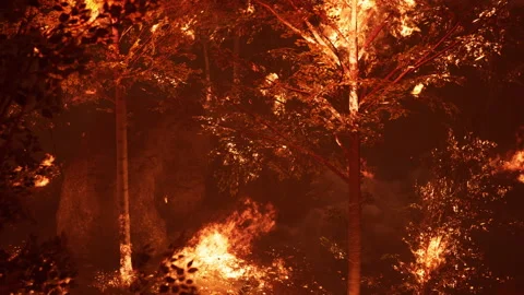 Large flames of forest fire at night Vidéo 159610758