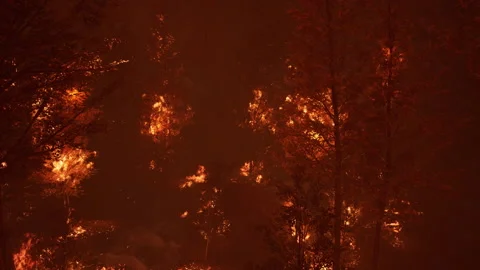 Large flames of forest fire at night Video stock 161093009
