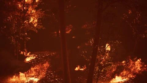 Large flames of forest fire at night Illustration