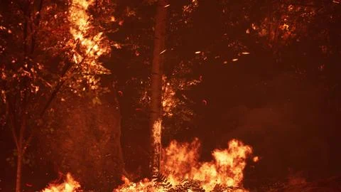 Large flames of forest fire at night Illustrazione stock