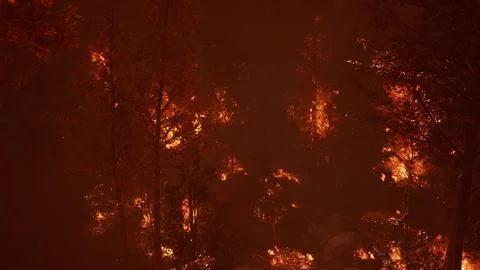 Large flames of forest fire at night Illustrazione stock