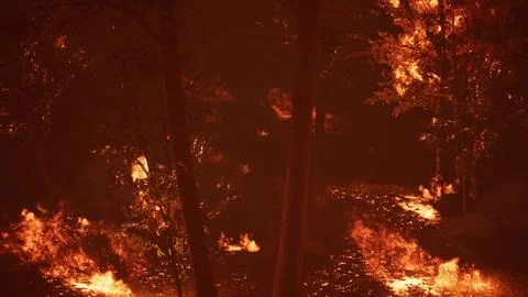 Large flames of forest fire at night Illustrazione stock