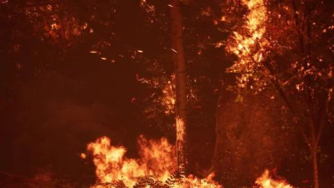 Large flames of forest fire at night Illustrazione stock