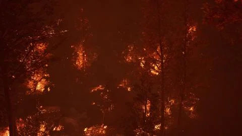 Large flames of forest fire at night Illustrazione stock