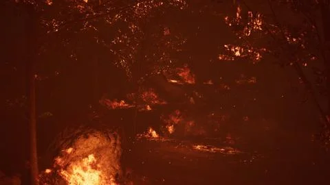 Large flames of forest fire at night Illustrazione stock