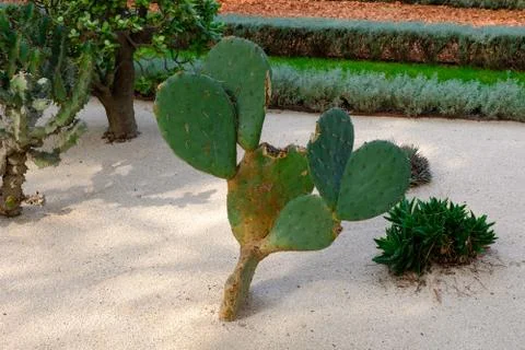 Large flat cactus grows in a beautiful garden Stock Photos