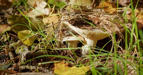 Large flat funnel shaped mushroom grow on ground in woods Stock Footage 263132491