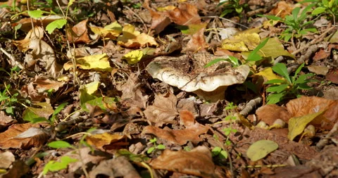 Large flat funnel shaped mushroom in dry rotting leaves in woods Stock Footage 263134197