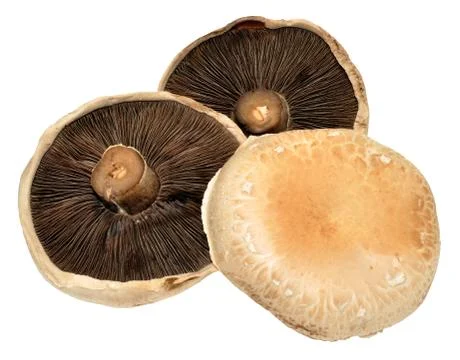 Large Flat Mushrooms Stock Photos