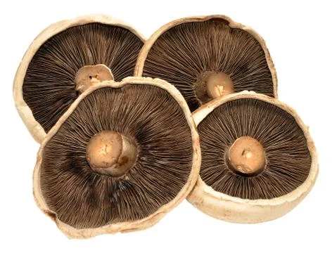 Large Flat Mushrooms Stock Photos