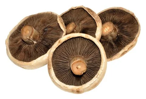 Large Flat Mushrooms Stock-Fotos